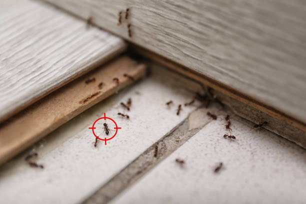 Best Affordable Pest Control Services  in Defuniak Springs, FL