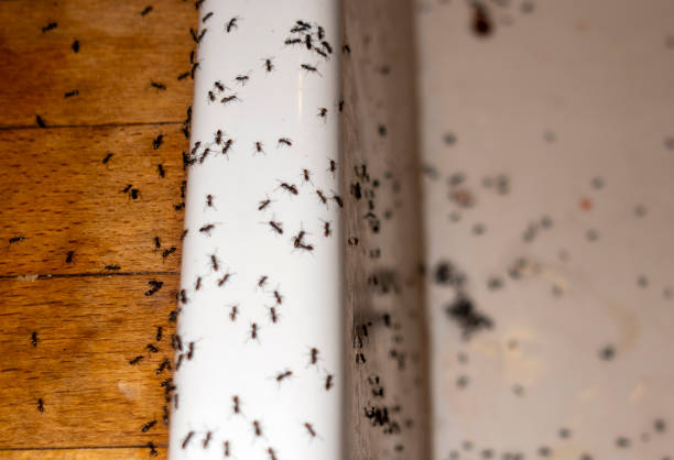 Professional Pest Control in Defuniak Springs, FL